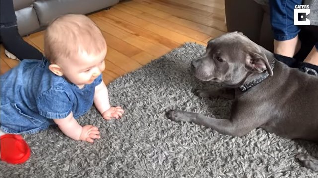 La Contencion De Este Emocionado Perrito Al Conocer A Un Bebe De Ocho Meses Zoe Radio Bolivia